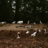 Skelet - edderkop