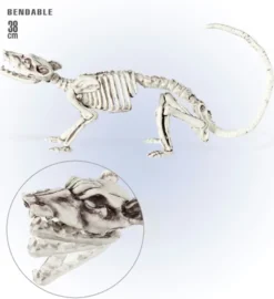 Skelet rotte 38 cm