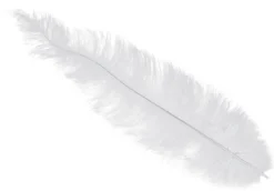 Strudsefjer Hvide 12 stk 40 cm